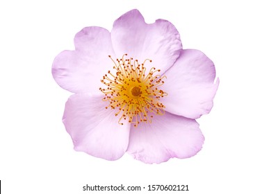 fresh pink purple rose wild flower in isolated white background with clipping path