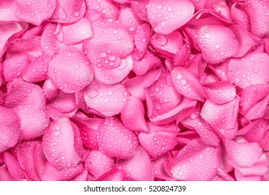 the fresh pink rose petal background with water rain drop