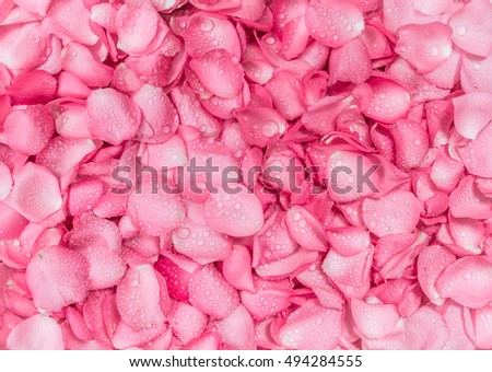 the fresh pink rose petal background with water rain drop