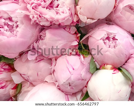 fresh pink sarah bernhardt peony flower at the flower auction in holland