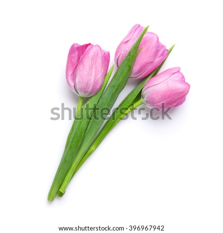 Similar – Image, Stock Photo Cutout tulip macro