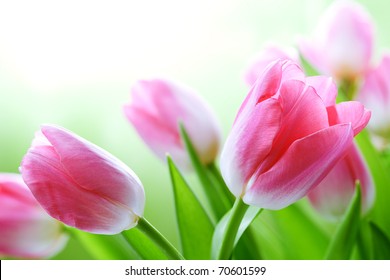 Fresh Pink Tulips