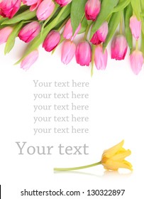 Fresh Pink Tulips On White Background