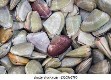 116 Pipi Shell Images Stock Photos Vectors Shutterstock