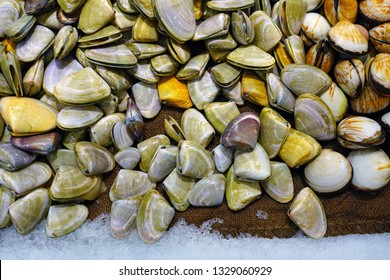 116 Pipi Shell Images Stock Photos Vectors Shutterstock