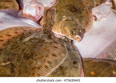 Fresh Plaice Wet Fish On Dockside