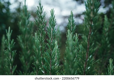 Fresh Plant Of Rosemary In The Garden As Background. Volatile Oil