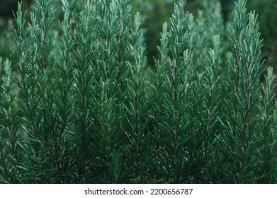 Fresh Plant Of Rosemary In The Garden As Background. Volatile Oil