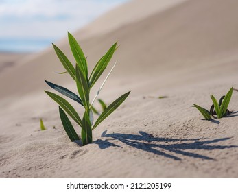 Fresh Plant In Sandy Desert In Patara Beach Turkey. New Life Or Hope Concept