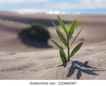 Fresh Plant In Sandy Desert In Patara Beach Turkey. New Life Or Hope Concept