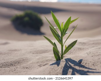 Fresh Plant In Sandy Desert In Patara Beach Turkey. New Life Or Hope Concept