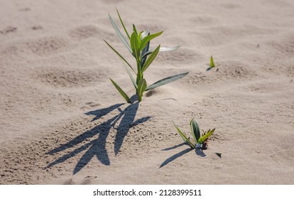 Fresh Plant In Sandy Desert In Patara Beach Turkey. New Life Or Hope Concept