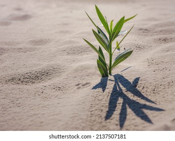 Fresh Plant In Sandy Desert In Patara Beach Turkey. New Life Or Hope Concept