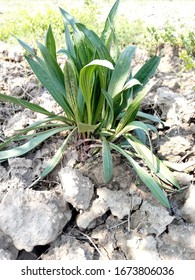 Fresh Plantago Ovata Forssk Plant