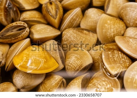 Fresh and plump clams, covered in water and sand, emit a seductive and vibrant color. Occasionally, their 