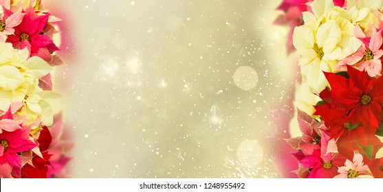 Fresh Poinsettia Flowers Christmas Star On Stock Photo 1248955492 ...