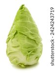 Fresh pointed cabbage isolated on white background 