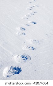 Fresh Polar Bear Tracks - Spitsbergen, Svalbard, Norway