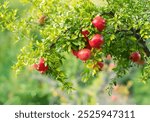 Fresh pomegranate fruit tree. Pomegranate fruits on a tree branch in a pomegranate garden.