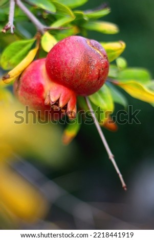 Similar – Image, Stock Photo Apple, ripe on the tree