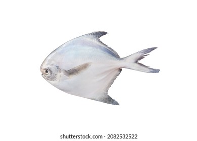 Fresh Pomfret Fish Isolated On White Background Fresh Slat Water Fish Detailed Studio Shot