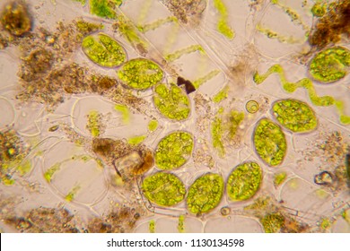Pond Water Microscope High Res Stock Images Shutterstock