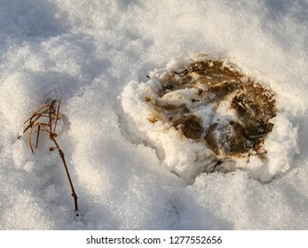 Fresh Pony Tracks In Bright White Snow. Hoof Prints Of Farm Horse In The Snow Cover.