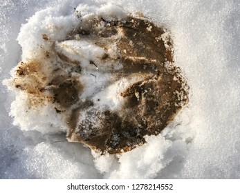 Fresh Pony Tracks In Bright White Snow. Hoof Prints Of Farm Horse In The Snow Cover.