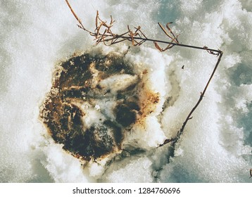 Fresh Pony Tracks In Bright White Snow. Hoof Prints Of Farm Horse In The Snow Cover.