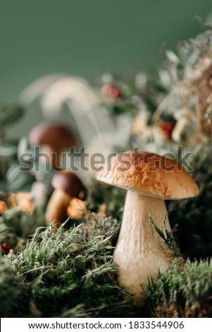 Fresh porcini mushroom in green moss. Autumn harvest concept. Boletus edulis, cep mushrooms. Copy space. Organic forest food, green grass, red lingonberry.
