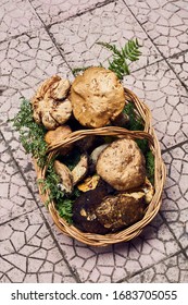 Fresh Porcini Mushroom In Sicily