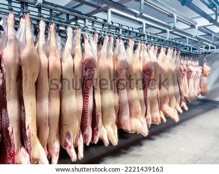 fresh pork carcass in refrigerated rooms