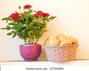 Potato Roses Hd Stock Images Shutterstock