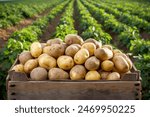 Fresh potatoes in a wooden box