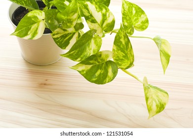 Fresh Pothos Of Houseplant On Wooden Floor