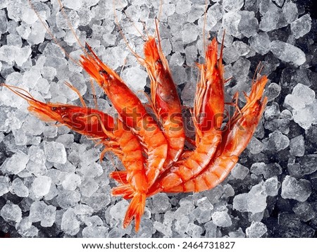 Fresh prawns over ice on dark blue background. Top View, copy space.
