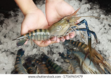Fresh prawns, River Shrimp or Tiger Shrimp on hand, ice background
