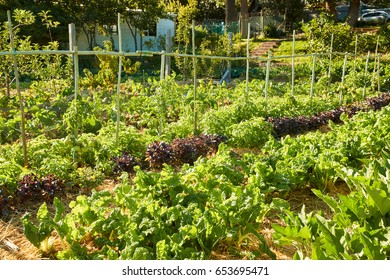 Fresh Produce Being Grown On Community Allotment