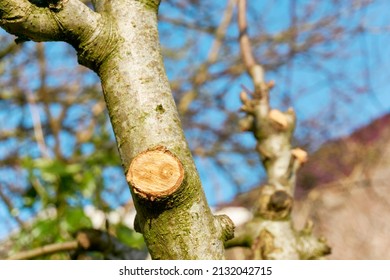 Fresh Pruned Apple Tree Branch In Early Spring. Home Gardening Concept.                      