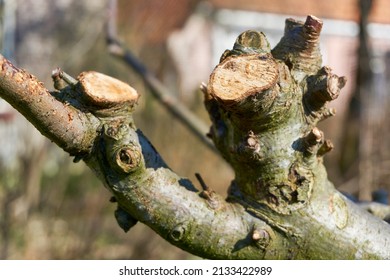 Fresh Pruned Apple Tree Branch In Early Spring. Home Gardening Concept.                       