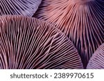 Fresh psilocybin mushrooms, closeup view. Gills of magic mushrooms, color toned