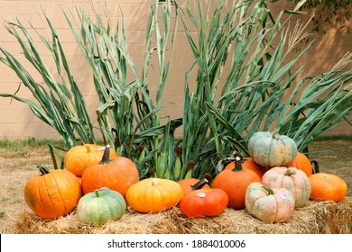 Fresh pumpkins on haystack foxborough MA USA