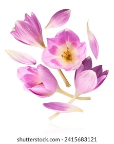 Fresh purple crocus flower falling in the air isolated on white background. Beautiful purple flowers levitating or zero gravity.