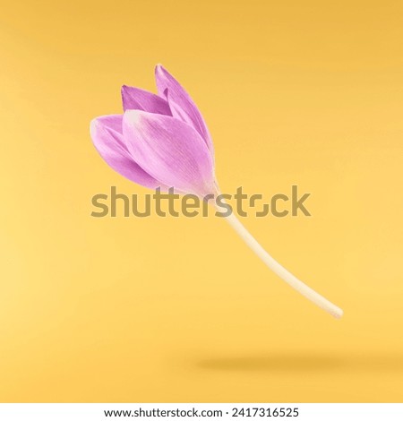 Fresh purple crocus flower falling in the air isolated on yellow background. Beautiful purple flowers levitating or zero gravity.