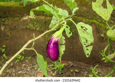 Fresh purple eggplant hang on the tree. eggplant in the garden