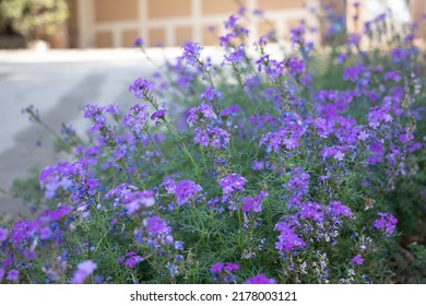 Fresh Purple Flowers Front Of The House. Spring Time. House Yard. Gardening Design. 