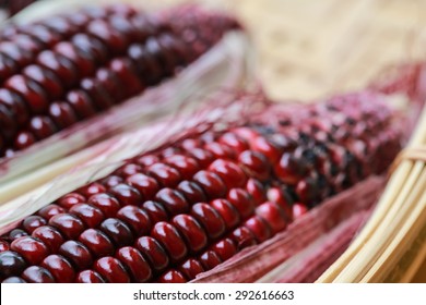 Fresh Purple Organic Corn