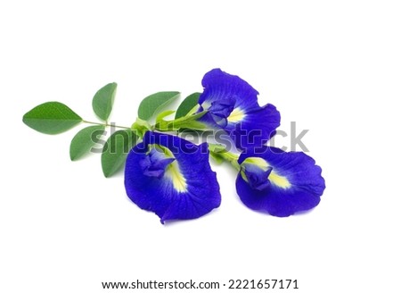 
Fresh purple pea flowers isolated on a white background.