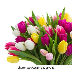 Fresh Purple, Pink, Yellow And White Tulip Flowers Close Up Isolated On White Background