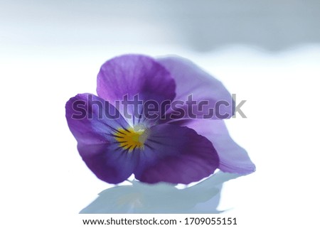 crocus Nature Plant Spring